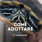 adottare tartarughe acquatiche tartarescue