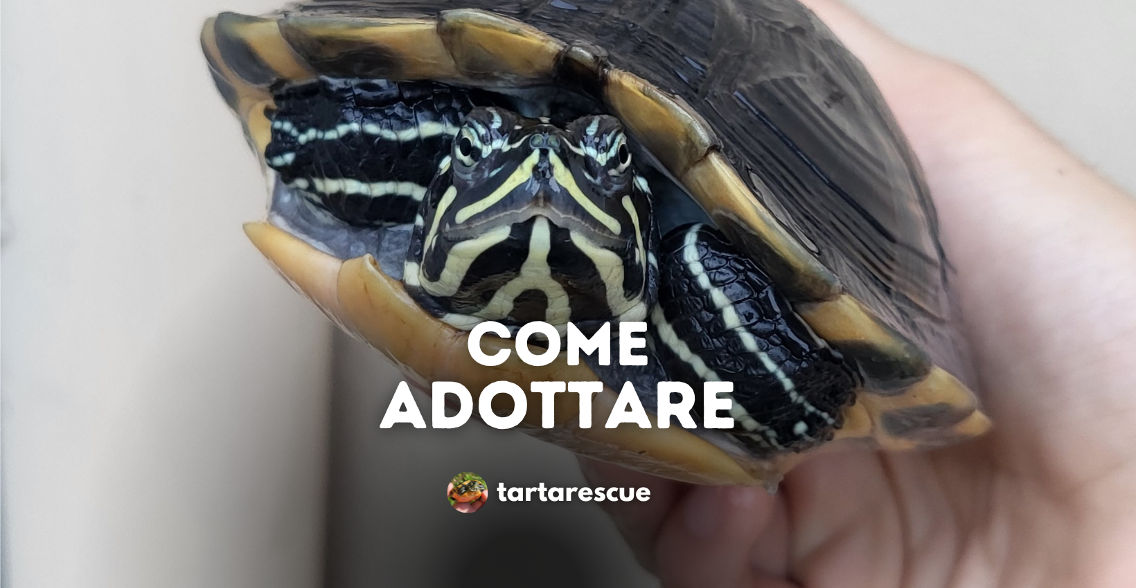 adottare tartarughe acquatiche tartarescue