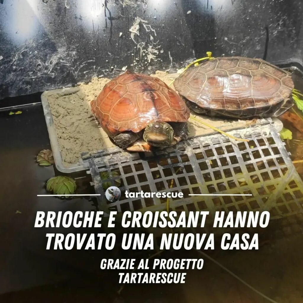 adozione tartarughe