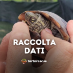 raccolta dati scientifica tartarughe