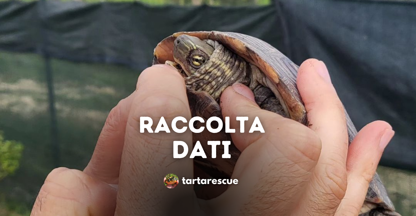 raccolta dati scientifica tartarughe