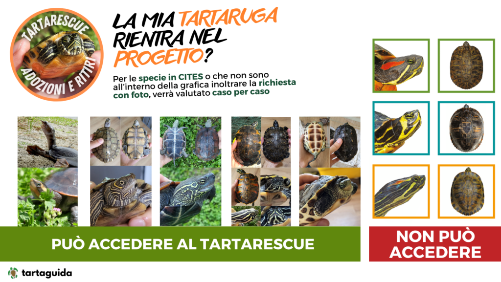 riconoscere specie tartarughe