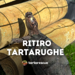 ritiro tartarughe tartarescue