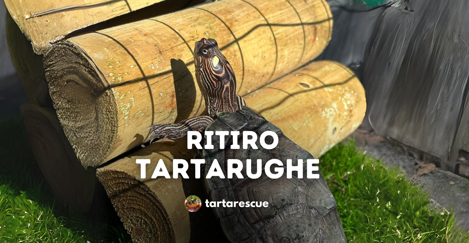 ritiro tartarughe tartarescue