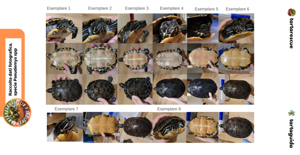 tartarughe raccolta dati scientifici 