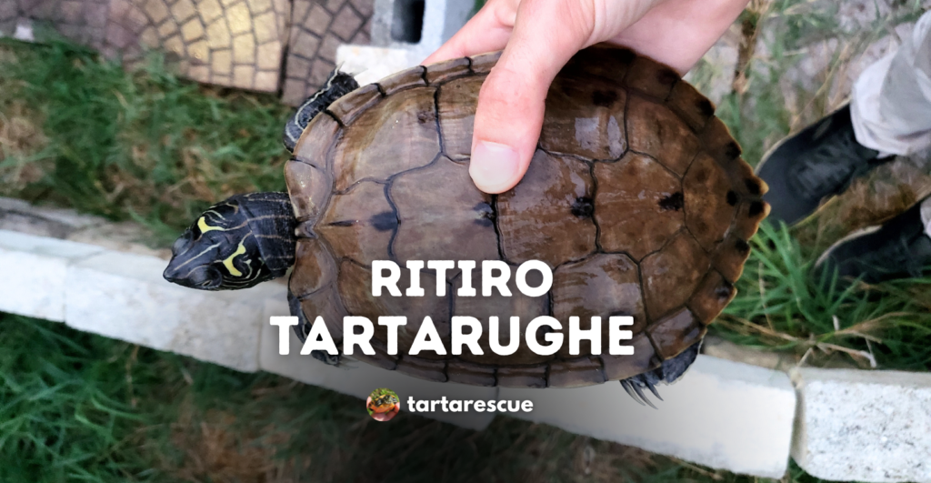 ritiro tartarughe