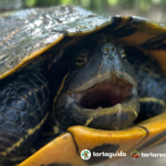 Confinamento delle Trachemys scripta al parco delle noci di Melegnano