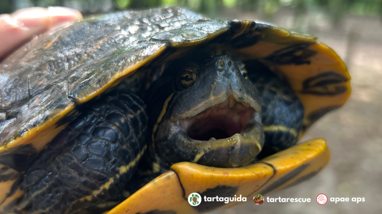 Confinamento delle Trachemys scripta al parco delle noci di Melegnano