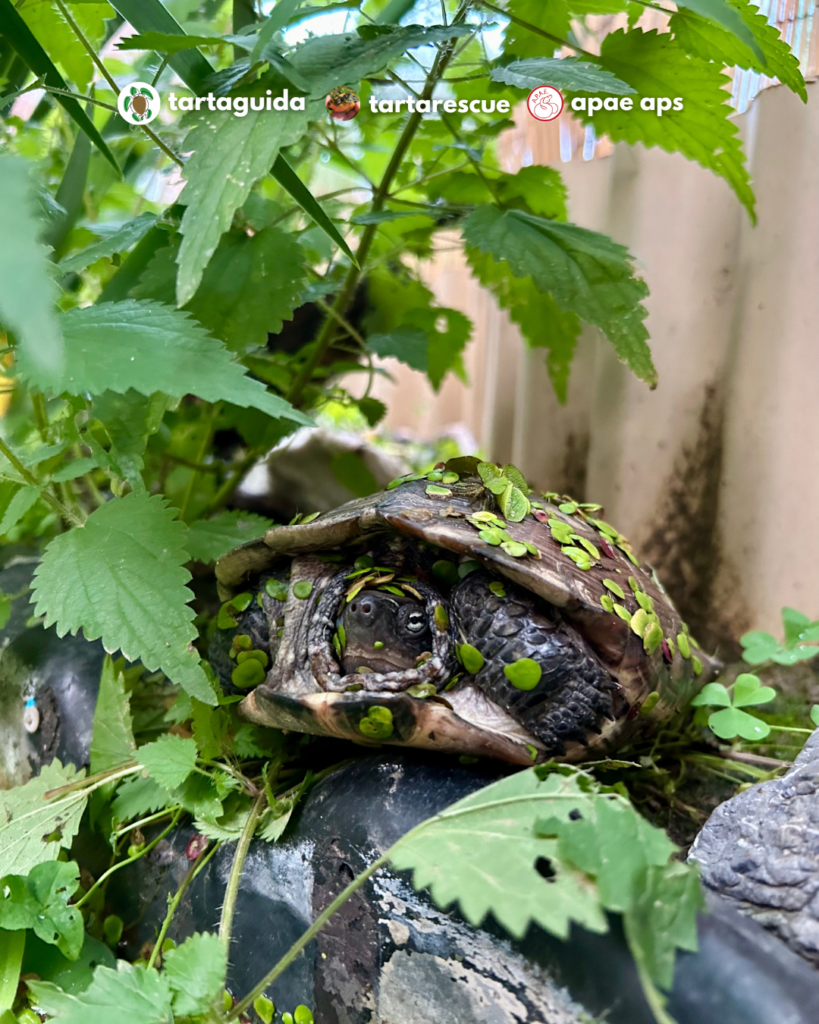 habitat mauremys reevesi